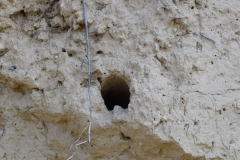 Bienenfresser-Höhle-scaled