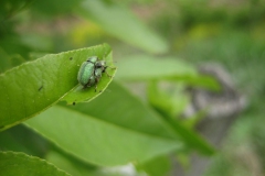 Grüne-Käfer-scaled