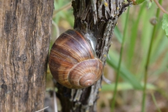 dunkle-Schnecke-scaled