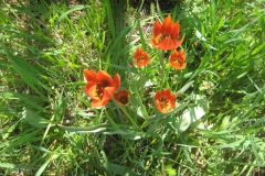 Orangerote-Tulpe-scaled