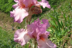 Rosa-Iris-scaled