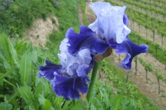 blaue-Iris-scaled