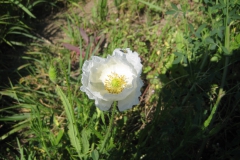 weisser-Mohn-scaled