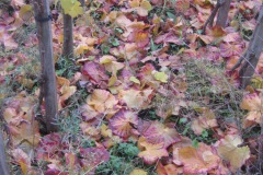 Herbstfärbung-Ende-scaled