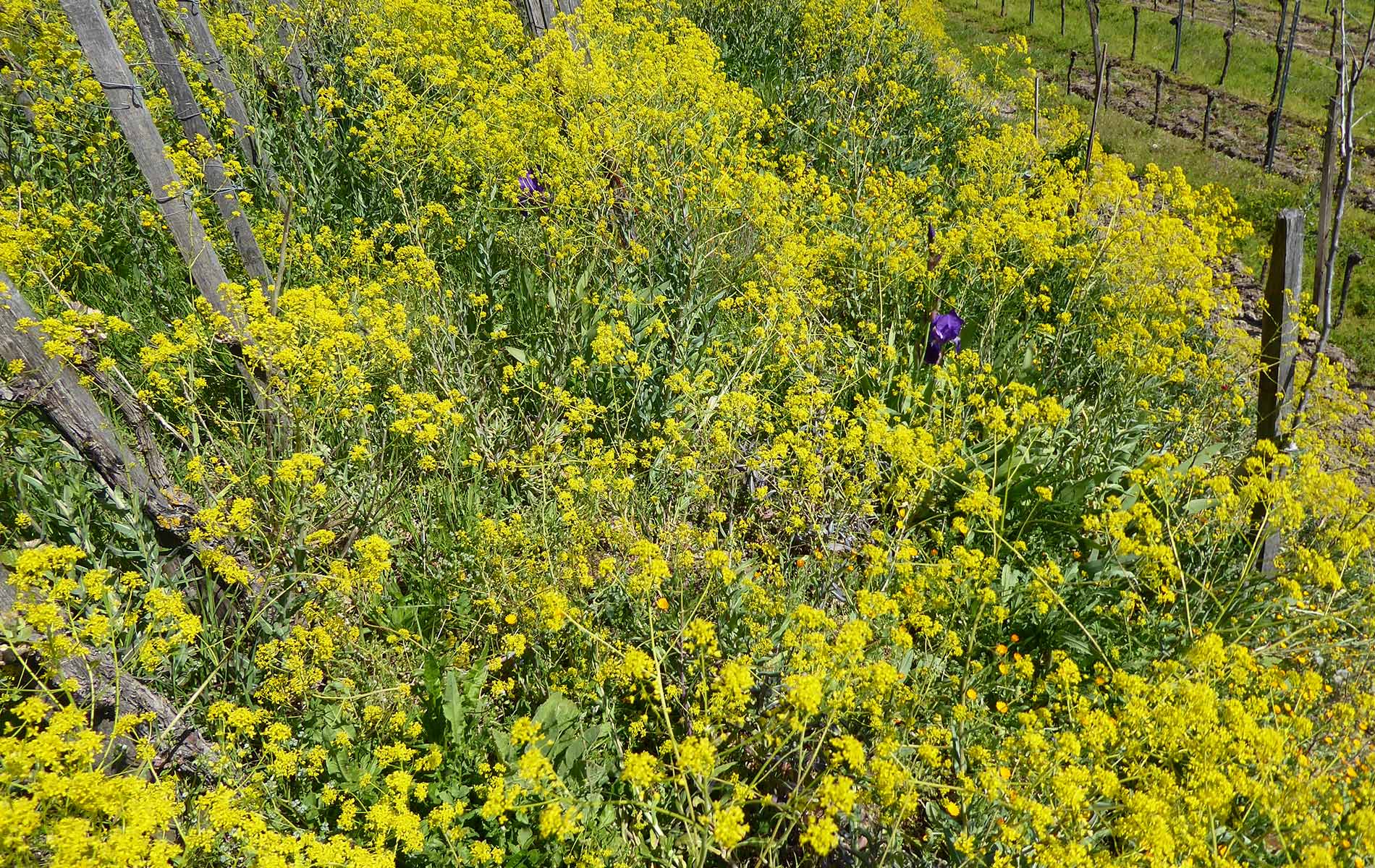 Gelbe Wildblumen im Weinberg zwischen hölzernen Pfählen