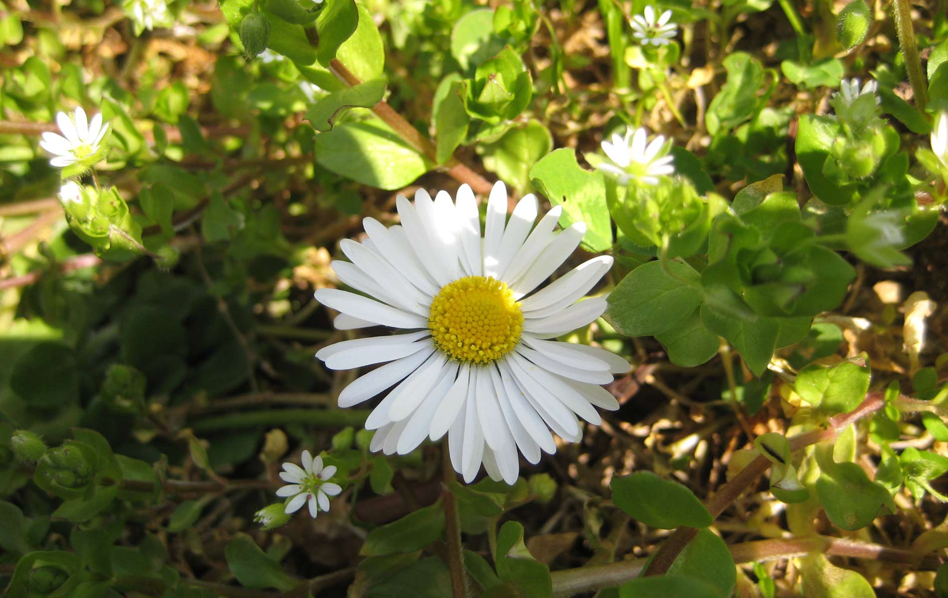 Weißes Gänseblümchen mit gelbem Zentrum und grünen Blättern