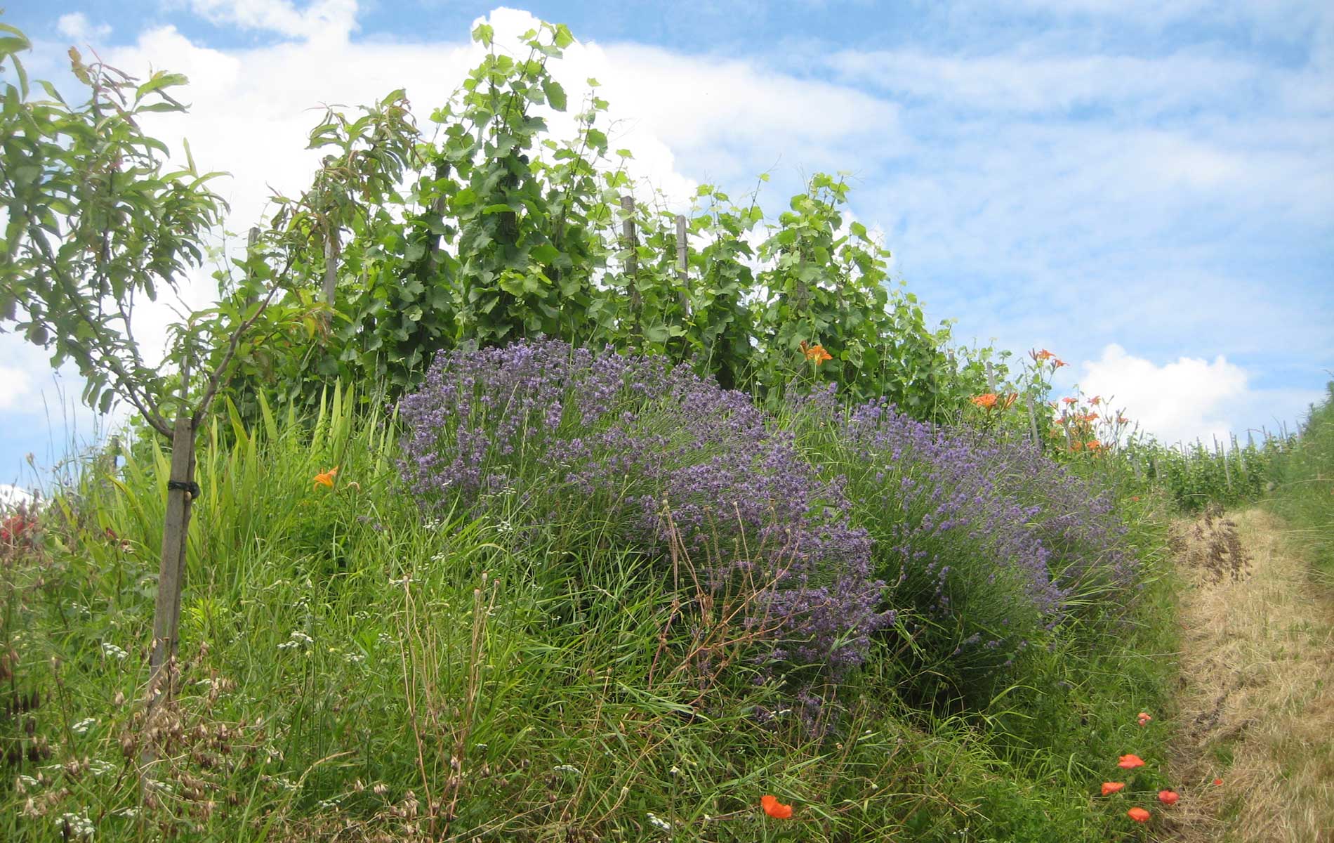 Blühender Weinberg mit Lavendel und Mohnblumen unter blauem Himmel