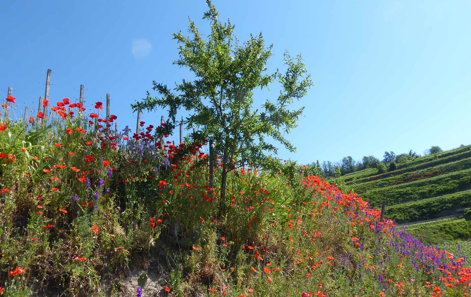 Eine bunte Mischung aus blühenden Wildblumen und einem jungen Baum im Weinberg unter einem klaren blauen Himmel. Im Hintergrund sind die Reben des Weinbergs zu sehen.