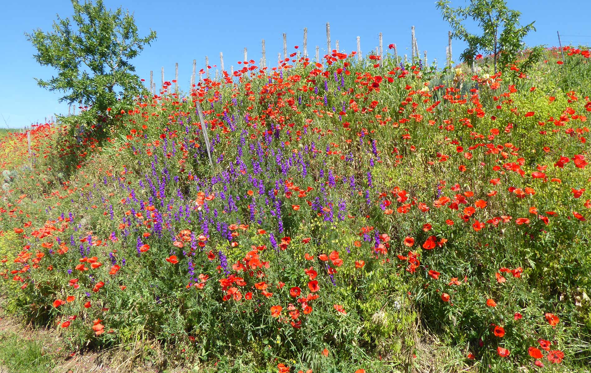 Eine üppige Mischung aus blühenden Wildblumen in leuchtenden Rot- und Lilatönen im Weinberg. Ein kleiner Baum steht zwischen den Blumen, und im Hintergrund sind Pfosten zu sehen, die die Weinreben stützen. Der Himmel ist klar und blau.